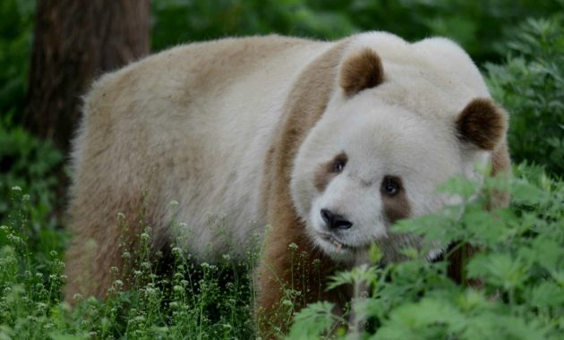 animals that start with Q: Qinling panda