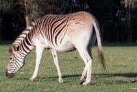 animals that start with Q: Quagga