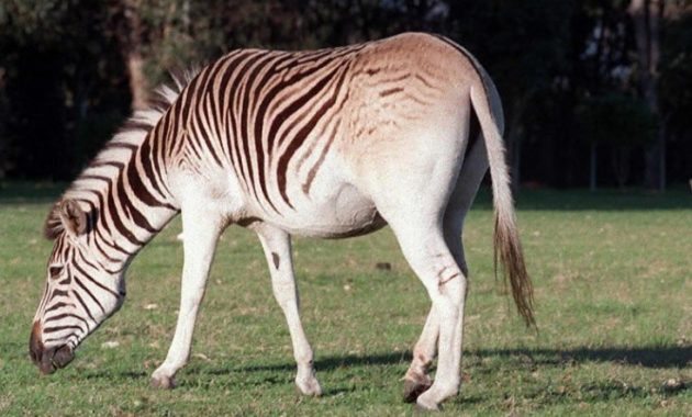 animals that start with Q: Quagga