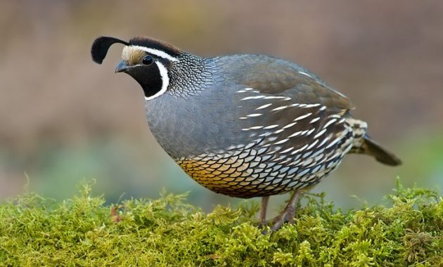 animals that start with Q: Quail