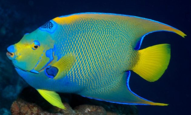 animals that start with Q: Queen Angelfish