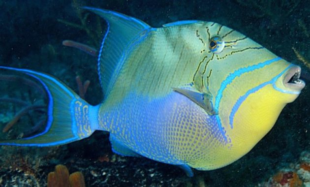 animals that start with Q: Queen Triggerfish