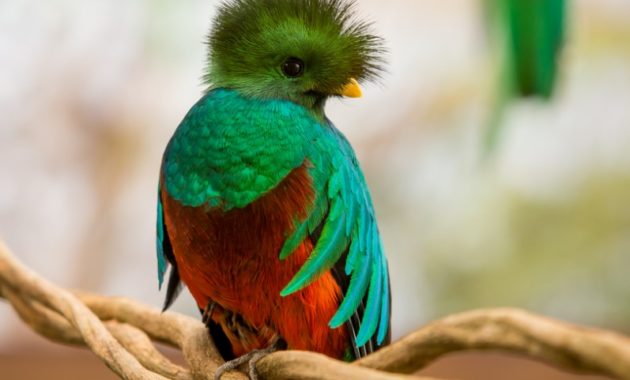 animals that start with Q: Quetzal