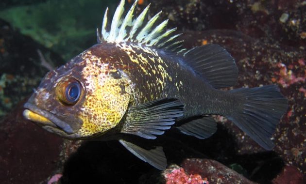 animals that start with Q: Quillback Rockfish