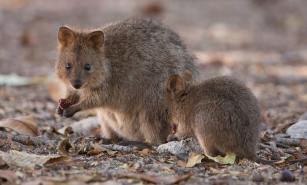 animals that start with Q: Quokka