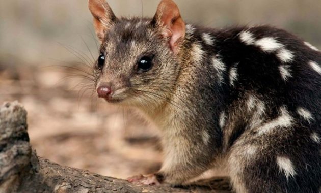 animals that start with Q: Quoll