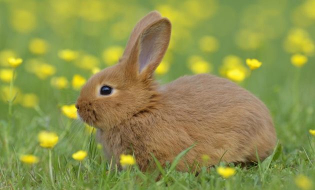 animals that start with R: Rabbit