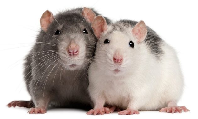 animals that start with R: Rat