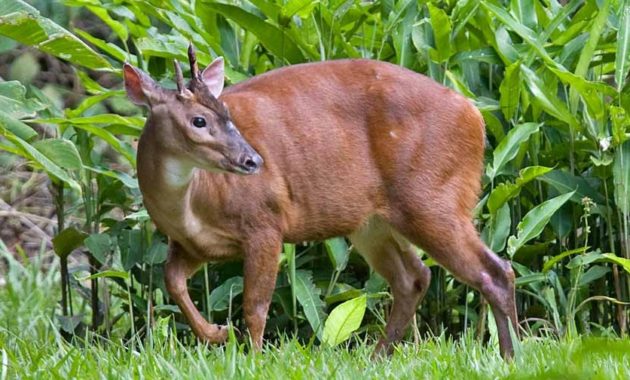 animals that start with R: Red Brocket