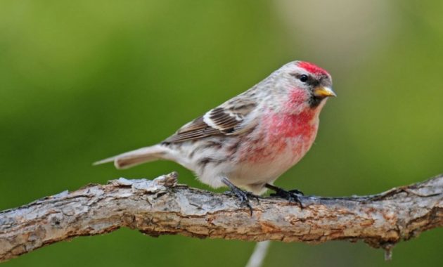 animals that start with R: redpoll