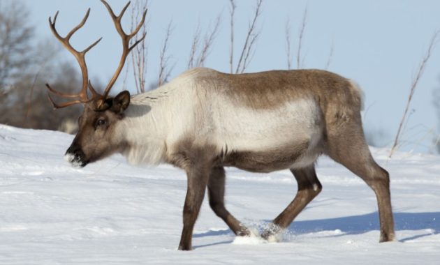 animals that start with R: Reindeer