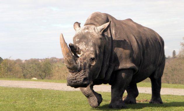 animals that start with R: Rhinoceros