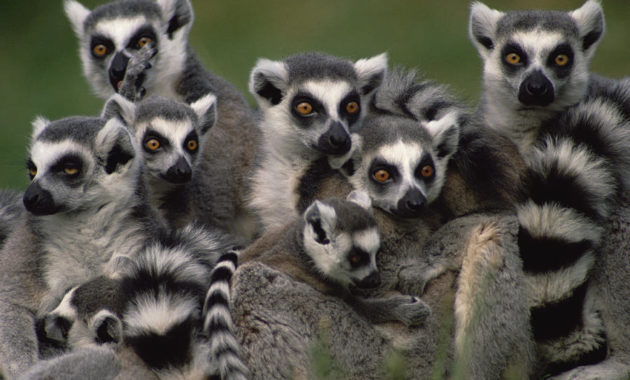 animals that start with R: Ring-tailed Lemur