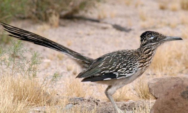 animals that start with R: Roadrunner