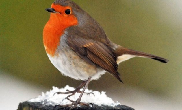 animals that start with R: Robin