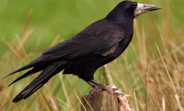 animals that start with R: Rook