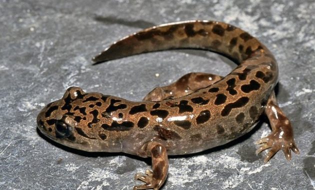 animals that start with s: Salamander