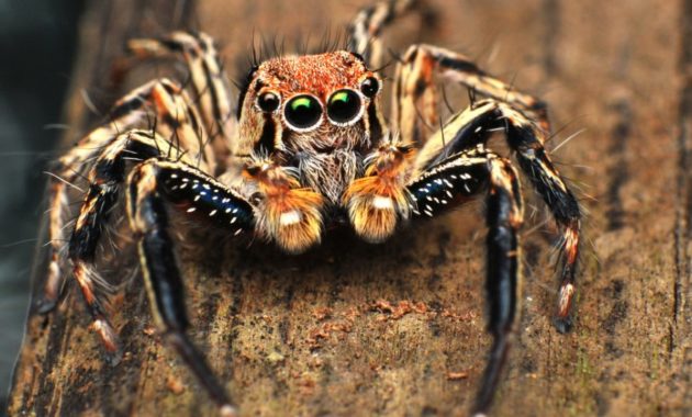 animals that start with j: jumping spider Salticidae