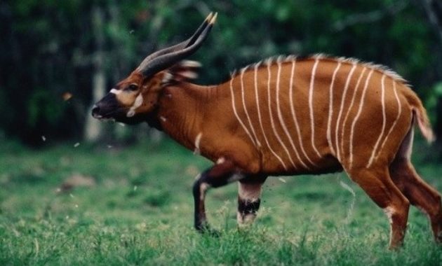 animals that start with s: Saola