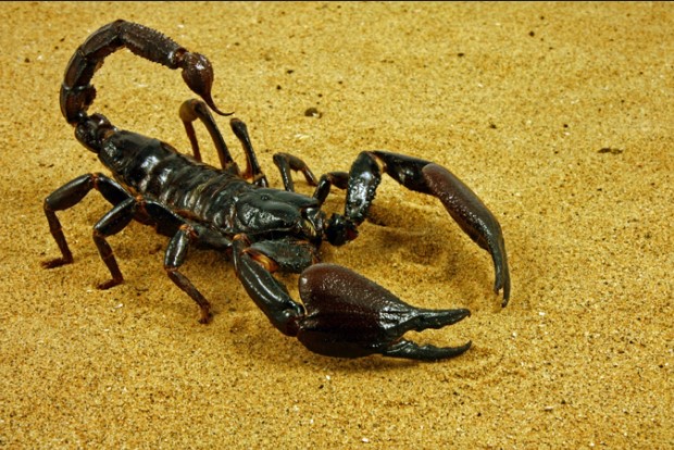 animals that start with s: Scorpion