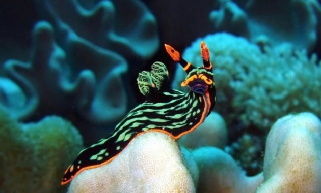 animals that start with s: Sea Slug