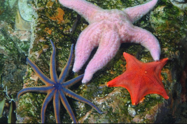 animals that start with s: Sea Star