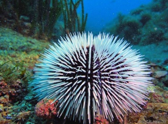 animals that start with s: Sea Urchin