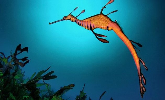 animals that start with s: Sea dragon