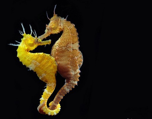 animals that start with s: Seahorse