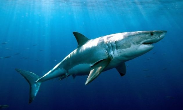 animals that start with s: Shark