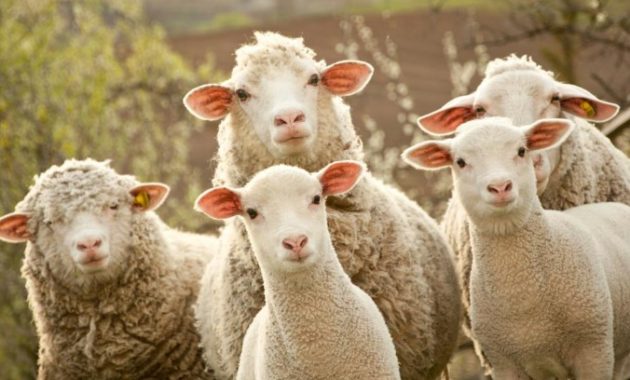 animals that start with s: Sheep