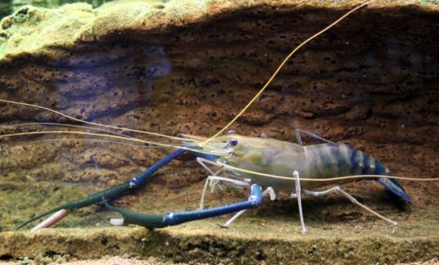 animals that start with s: Shrimp