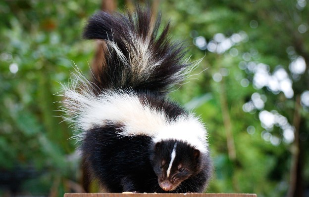 animals that start with s: Skunk