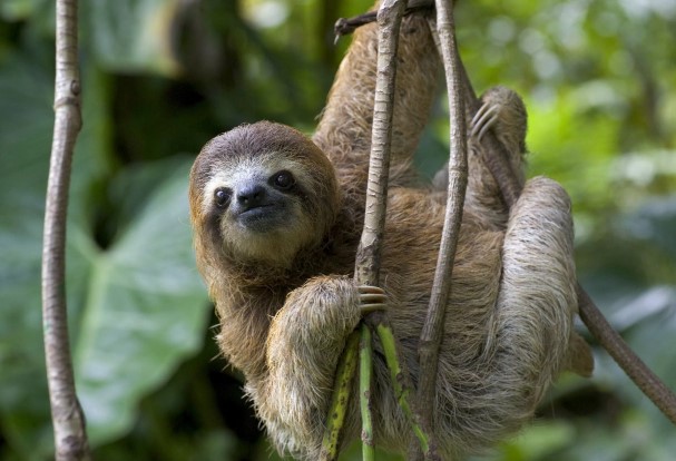 animals that start with s: Sloth