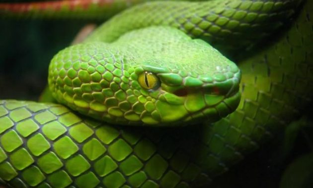 animals that start with s: Snake