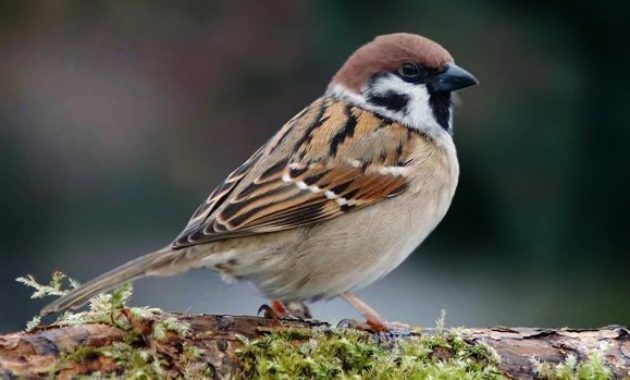 animals that start with s: Sparrow