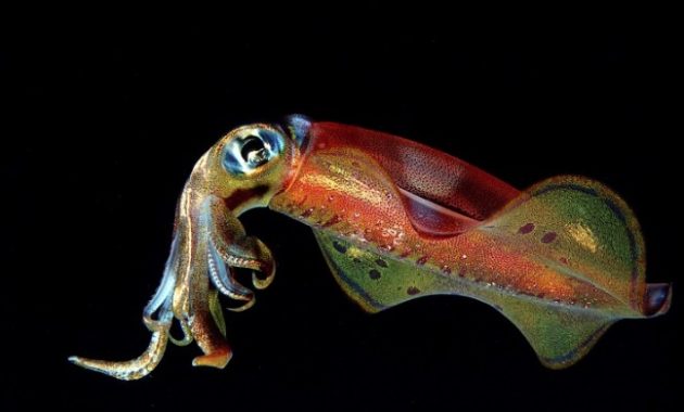 animals that start with s: Squid