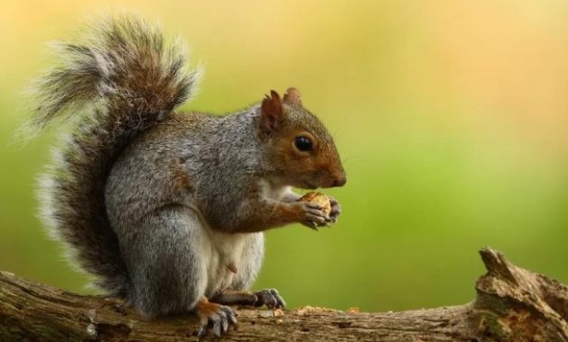 animals that start with s: Squirrel