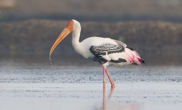 animals that start with s: Stork