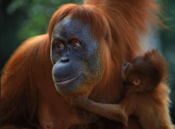 animals that start with s: Sumatran Orang-utan