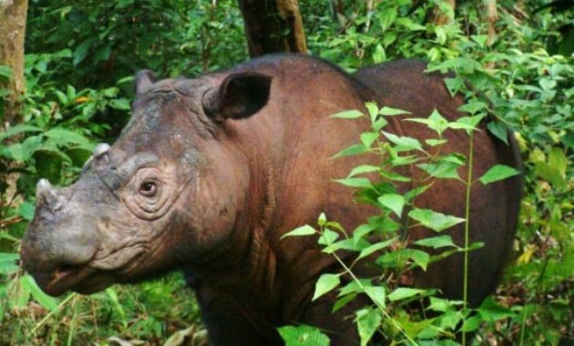 animals that start with s: Sumatran Rhinoceros