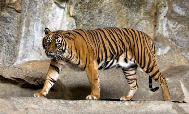 animals that start with s: Sumatran Tiger