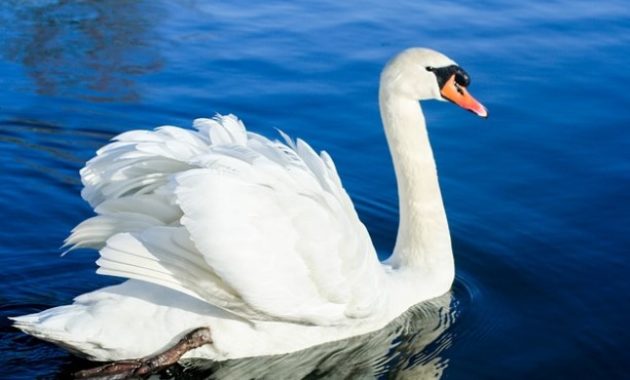 animals that start with s: Swan