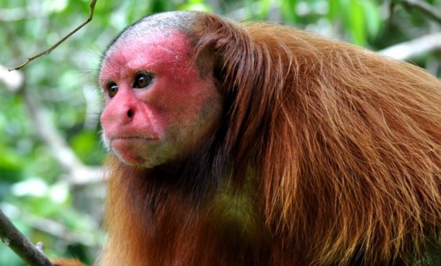 animals that start with u: Uakari