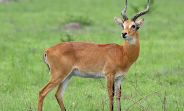 animals that start with u: Uganda Kob