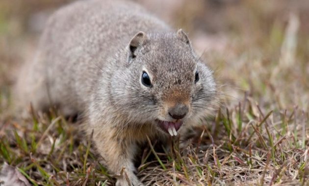 animals that start with u: Uinta ground squirrel