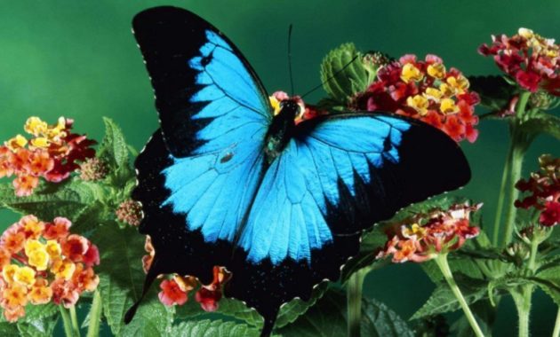 animals that start with u: Ulysses Butterfly