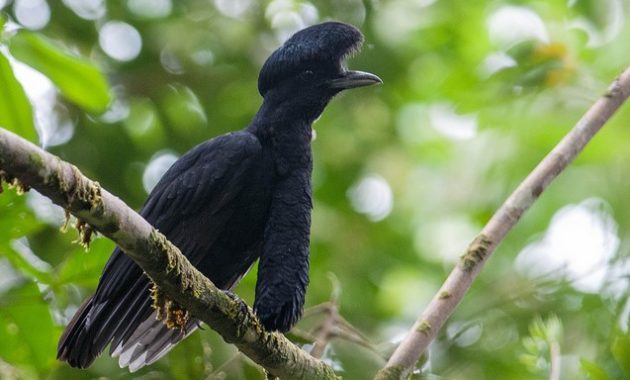 animals that start with u : Umbrellabird