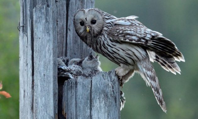 animals that start with u:Ural Owl