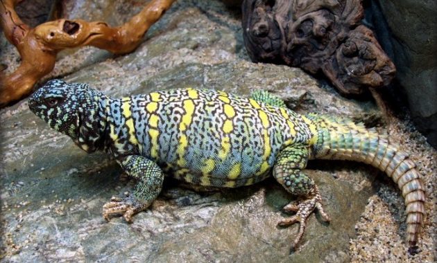 animals that start with u: Uromastyx Lizard